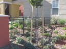 Residential Fence Sacramento